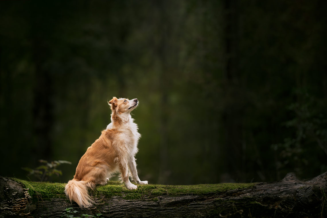 Photo chien Val d'Oise