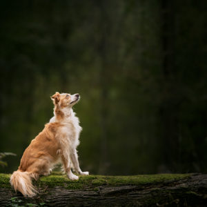 Photo chien Val d'Oise