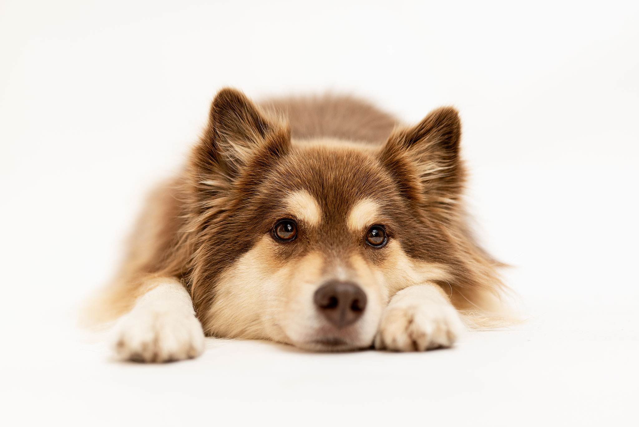 Photo chien au studio L'Happartement dans le Val d'Oise