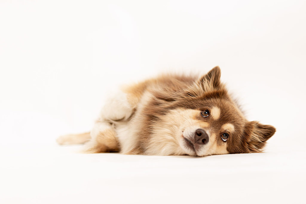 Photo chien au studio L'Happartement dans le Val d'Oise