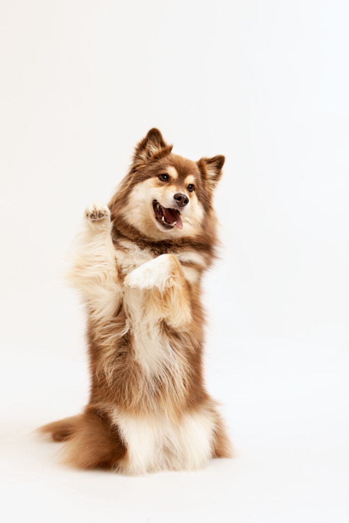 Photo chien au studio L'Happartement dans le Val d'Oise