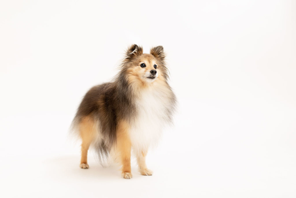 Photo chien au studio L'Happartement dans le Val d'Oise