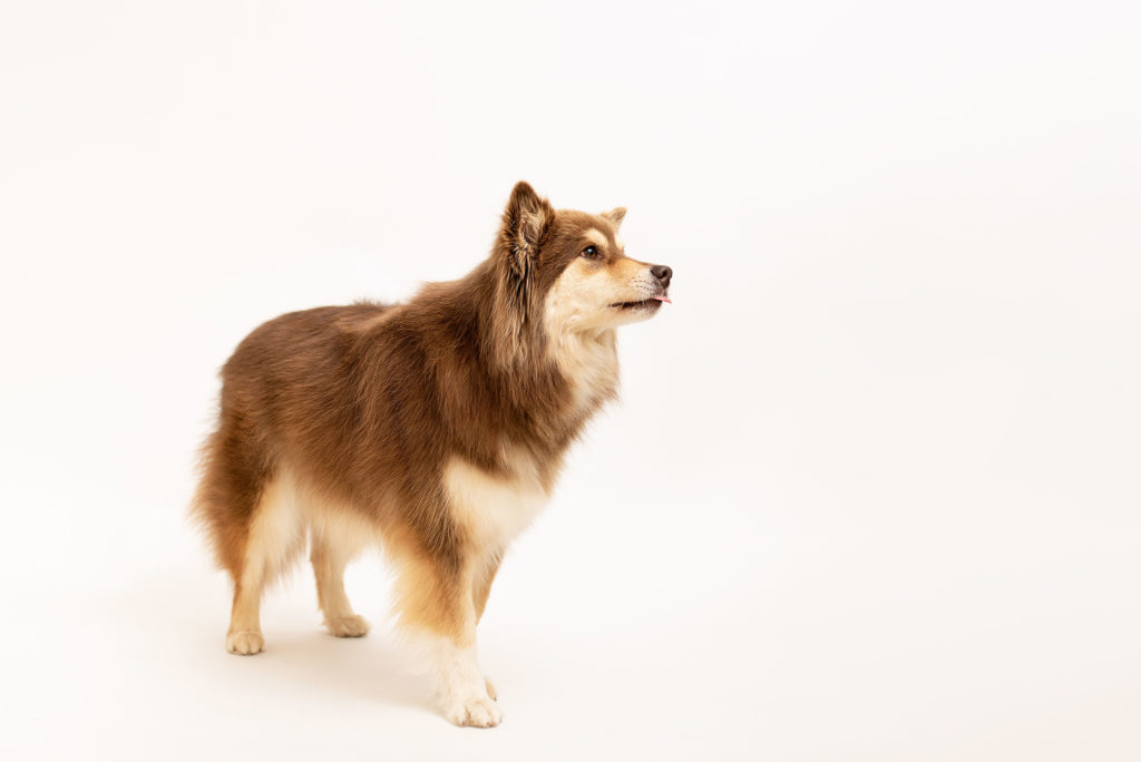 Photo chien au studio L'Happartement dans le Val d'Oise