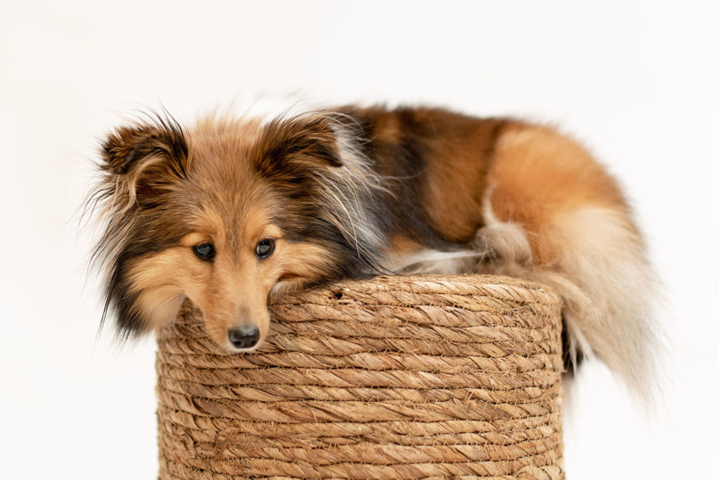 Photo chien au studio L'Happartement dans le Val d'Oise