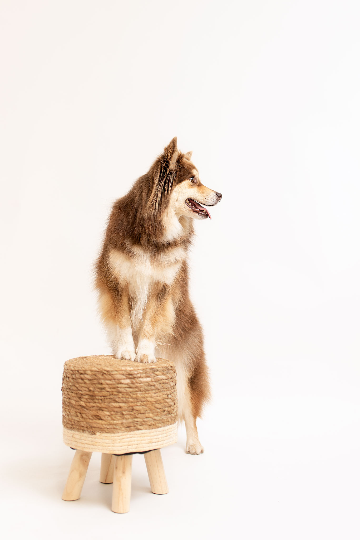 Photo chien au studio L'Happartement dans le Val d'Oise