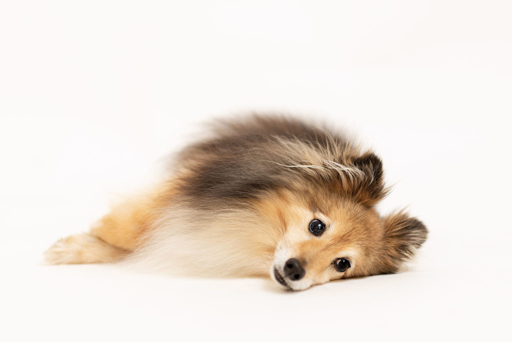 Photo chien au studio L'Happartement dans le Val d'Oise