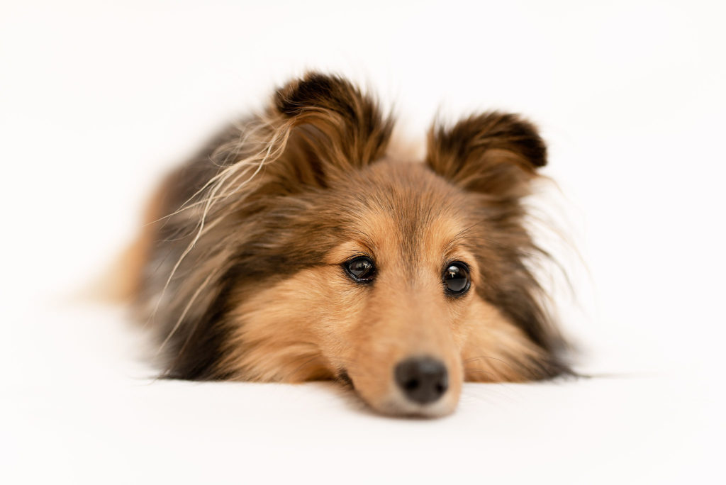 Photo chien au studio L'Happartement dans le Val d'Oise