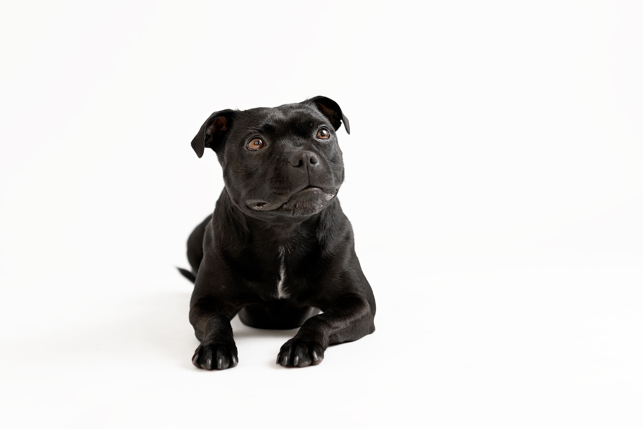 Photo chien au studio L'Happartement dans le Val d'Oise