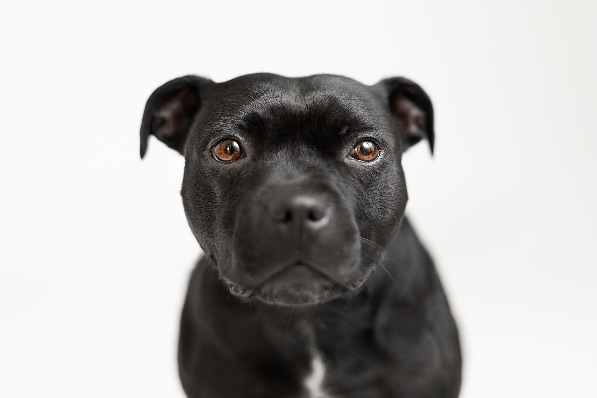 Photo chien au studio L'Happartement dans le Val d'Oise